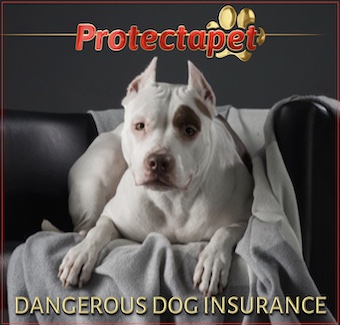 Dangerous Dog Insurance by Protectapet